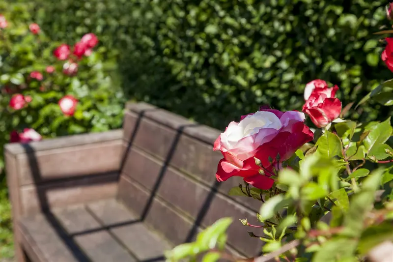 Rosa - afbeelding 5