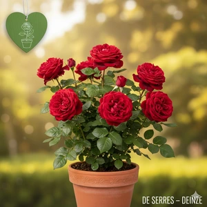 Rosa 'Florentina'® C