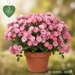 Rosa 'Fortuna'® C1.3