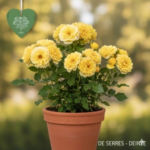 Rosa 'Friesia'® C