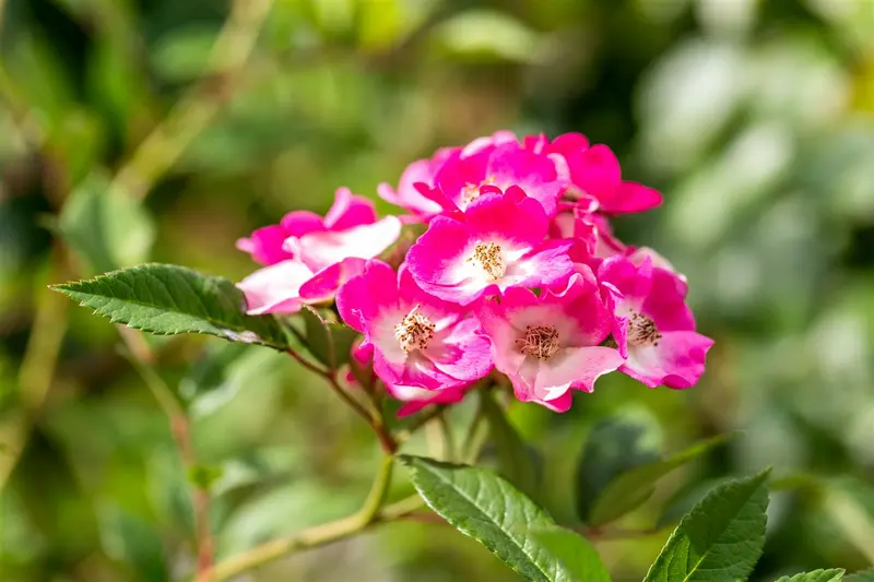 Rosa 'Gabriel Oak'® ('auscrowd') (david austin®) CONT.