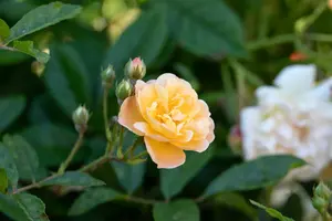 Ghislaine de Feligonde - afbeelding 4