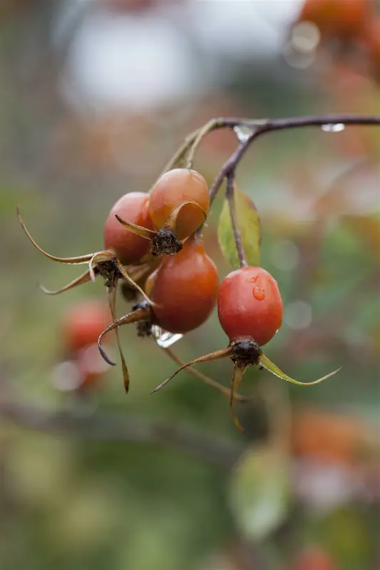 rosa glauca ( rubrifolia) (40- 60cm) - afbeelding 2