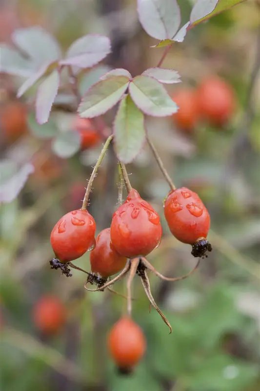 rosa glauca ( rubrifolia) (40- 60cm) - afbeelding 3