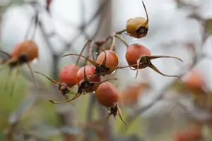 rosa glauca ( rubrifolia) (40- 60cm) - afbeelding 3