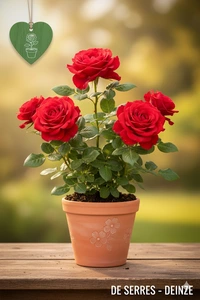 Rosa 'Grande Amore'®