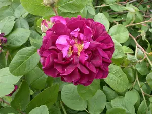 Rosa 'Hansa' C1.5