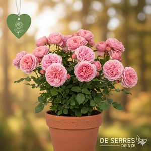 Rosa 'Home & Garden'®