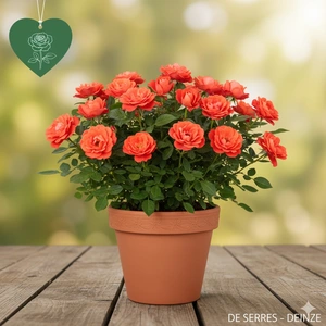 Rosa 'La Sevillana'®