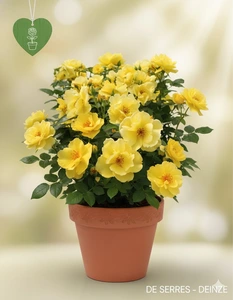 Rosa 'Lemon Fizz'®