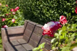 Rosa 'Magali'® BLOTE WORTEL - afbeelding 5