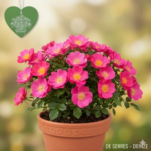 Rosa 'Magic Meidiland'® C1.5