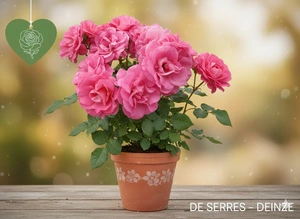 Rosa 'Melrose' - afbeelding 1