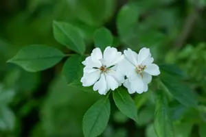 rosa multiflora (60- 90cm) - afbeelding 2