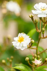 Rosa multiflora 80-100 BW 3/5T - afbeelding 4