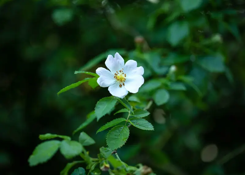 Rosa multiflora 80-100 BW 3/5T - afbeelding 1