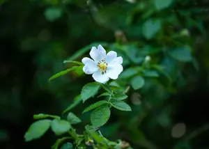 Rosa multiflora 80-100   BW 3/5T - afbeelding 1