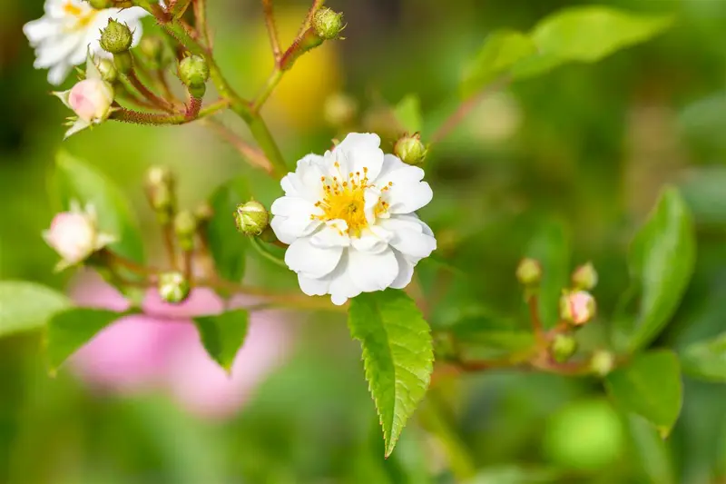 Rosa multiflora 80-100 BW 3/5T - afbeelding 3