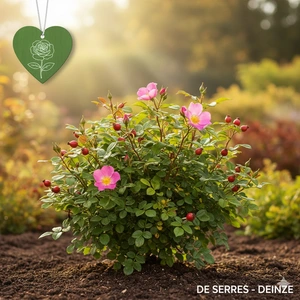 Rosa nitida  (40- 60)