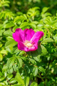 Rosa nitida 'Kebu' C1.5 - afbeelding 2