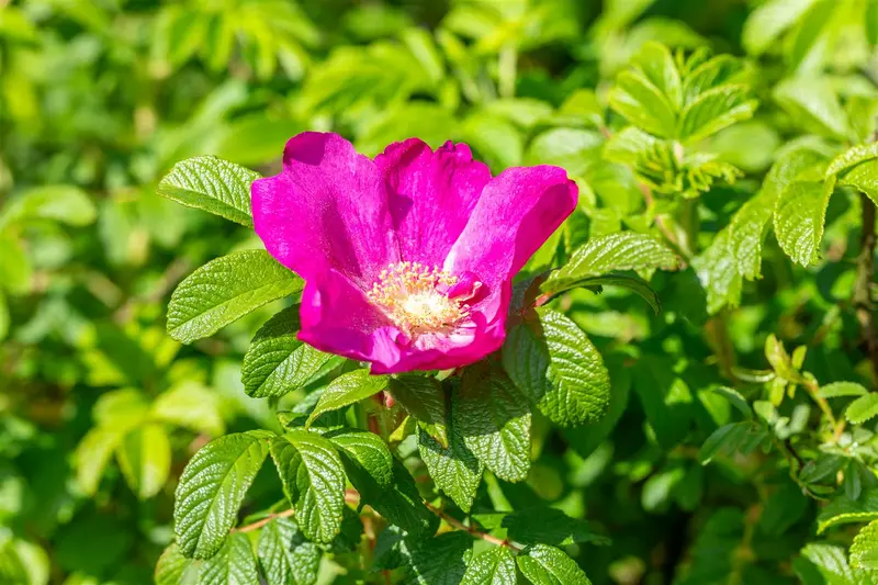 Rosa nitida 'Kebu' C1.5 - afbeelding 1