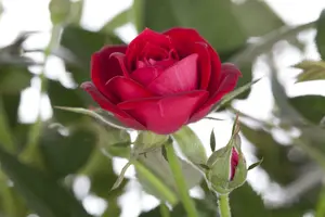 Rosa 'Noblesse'® CONT. - afbeelding 2