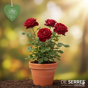 Rosa 'Papa Meilland'®