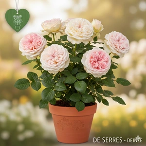 Rosa Parfuma® 'Herzogin Christiana'®