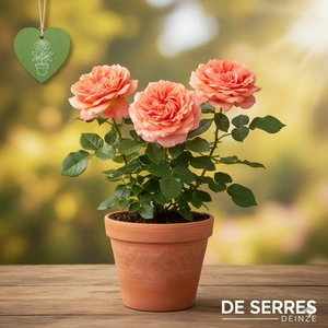 Rosa 'Paul Ricard'®