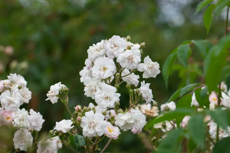 Paul´s Himalayan Musk Rambler
