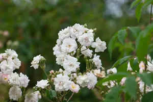 Paul´s Himalayan Musk Rambler