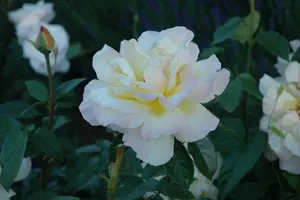 Peace - afbeelding 1