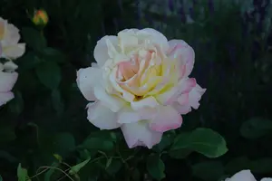 Peace - afbeelding 3