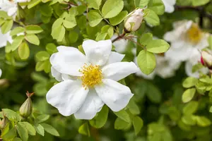 rosa pimpinellifolia (spinosissima) (40- 60cm) - afbeelding 4
