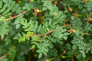 rosa pimpinellifolia (spinosissima) (40- 60cm) - afbeelding 2