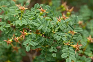 rosa pimpinellifolia (spinosissima) (40- 60cm) - afbeelding 3