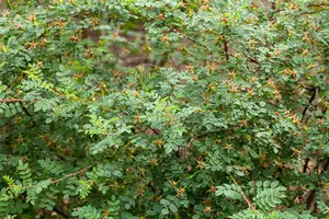 rosa pimpinellifolia (spinosissima) (40- 60cm) - afbeelding 4