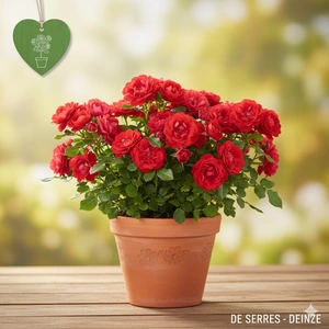 Rosa 'Red Meidiland'® C1.5