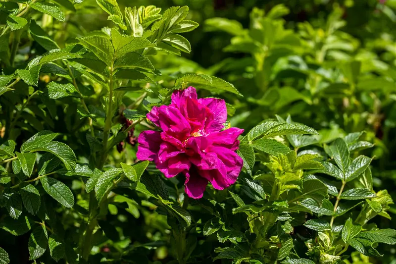 Rosa 'Roseraie de L'hay' BLOTE WORTEL - afbeelding 1