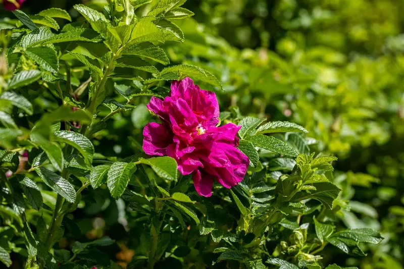 Rosa 'Roseraie de L'hay' BLOTE WORTEL - afbeelding 2