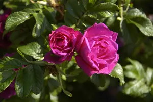 Rosa 'Rotes Meer' ( 'purple pavement') C1.5