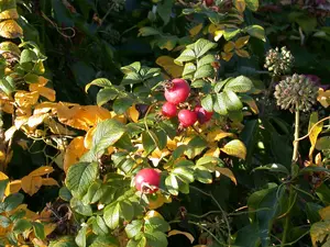 Rosa rugosa 30- 40   C2 - afbeelding 2