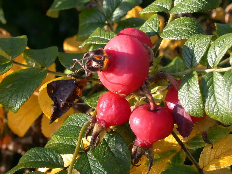 rosa rugosa (40- 60 cm) - afbeelding 4