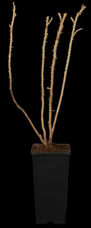 rosa rugosa (40- 60 cm) - afbeelding 1