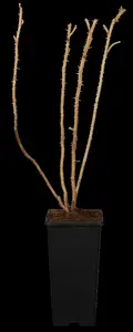 rosa rugosa (40- 60 cm) - afbeelding 5