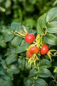 rosa rugosa (40- 60cm) - afbeelding 5