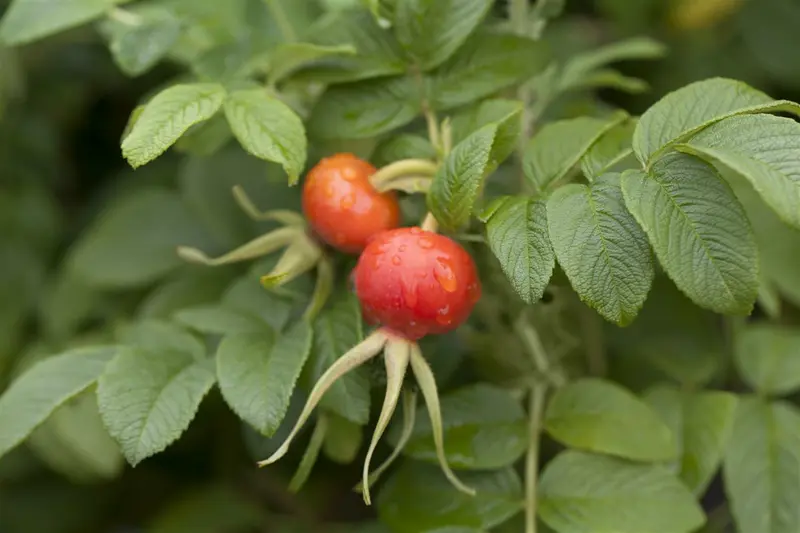 rosa rugosa (40- 60cm) - afbeelding 2