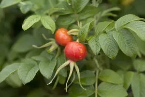 rosa rugosa (40- 60cm) - afbeelding 2