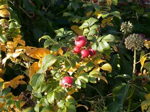 rosa rugosa (40- 60cm) - afbeelding 3