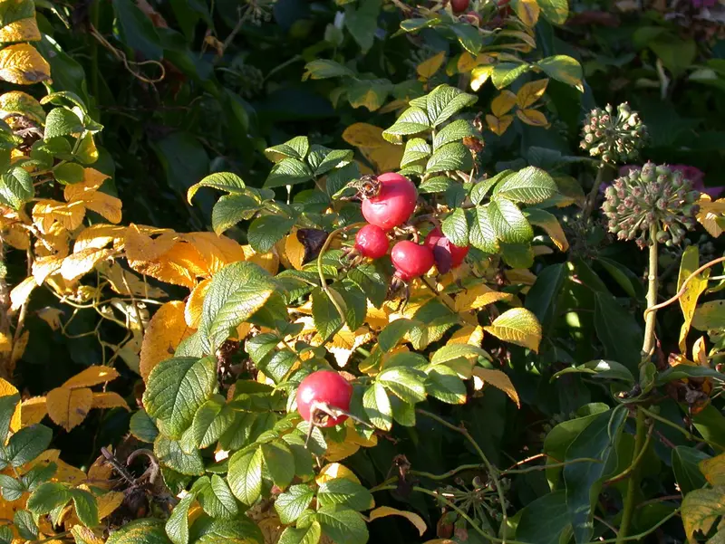 rosa rugosa (60- 90cm) - afbeelding 3